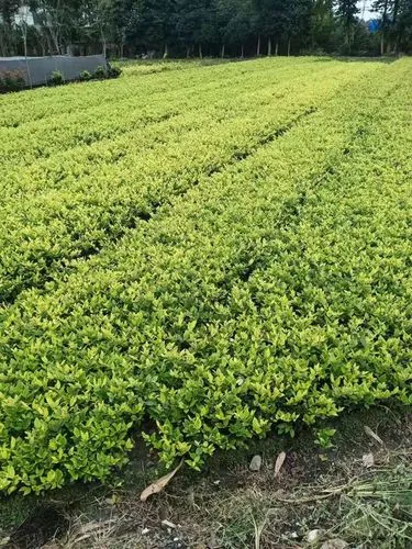 米乐：挂门上的网球拍叫什么